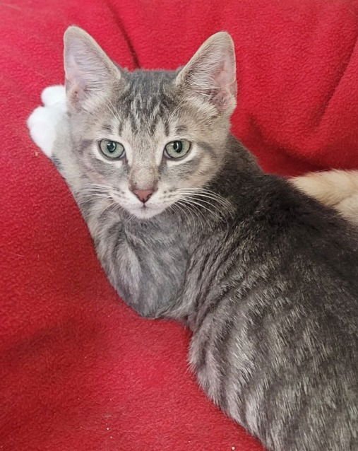 BRAX - Domestic Short Hair available for adoption