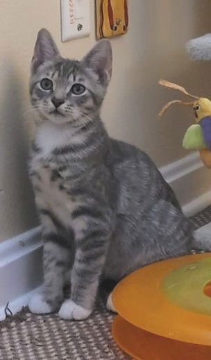 BRAX - Domestic Short Hair available for adoption