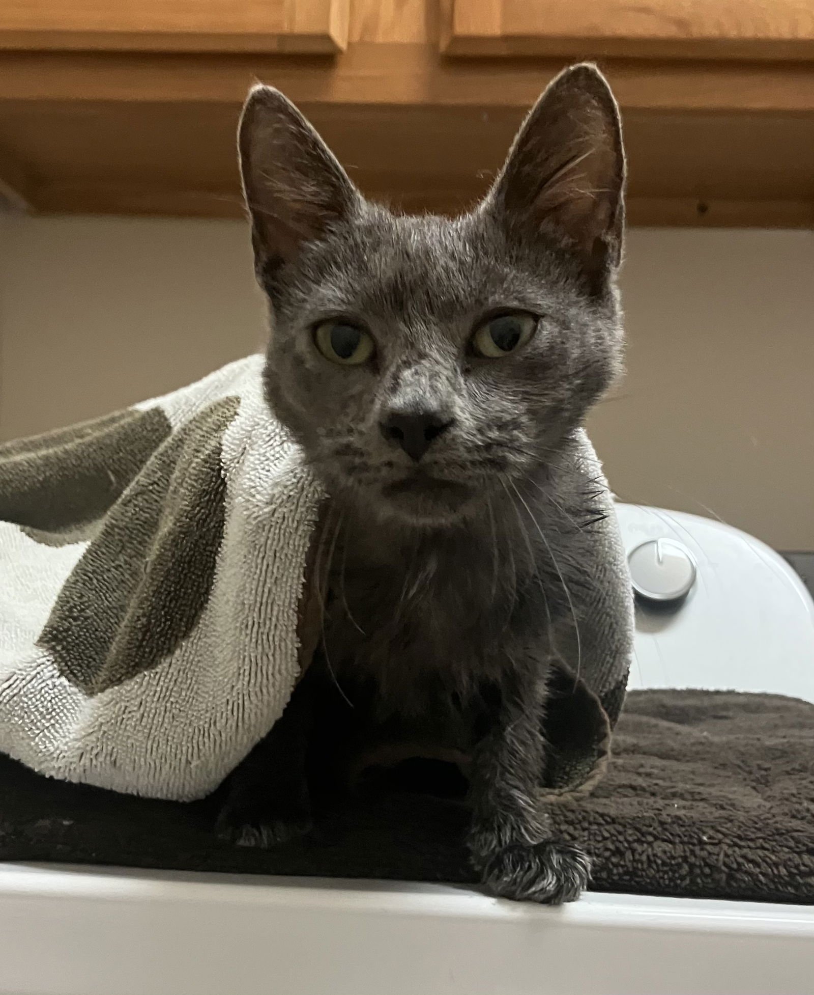 HOPE - Domestic Short Hair available for adoption