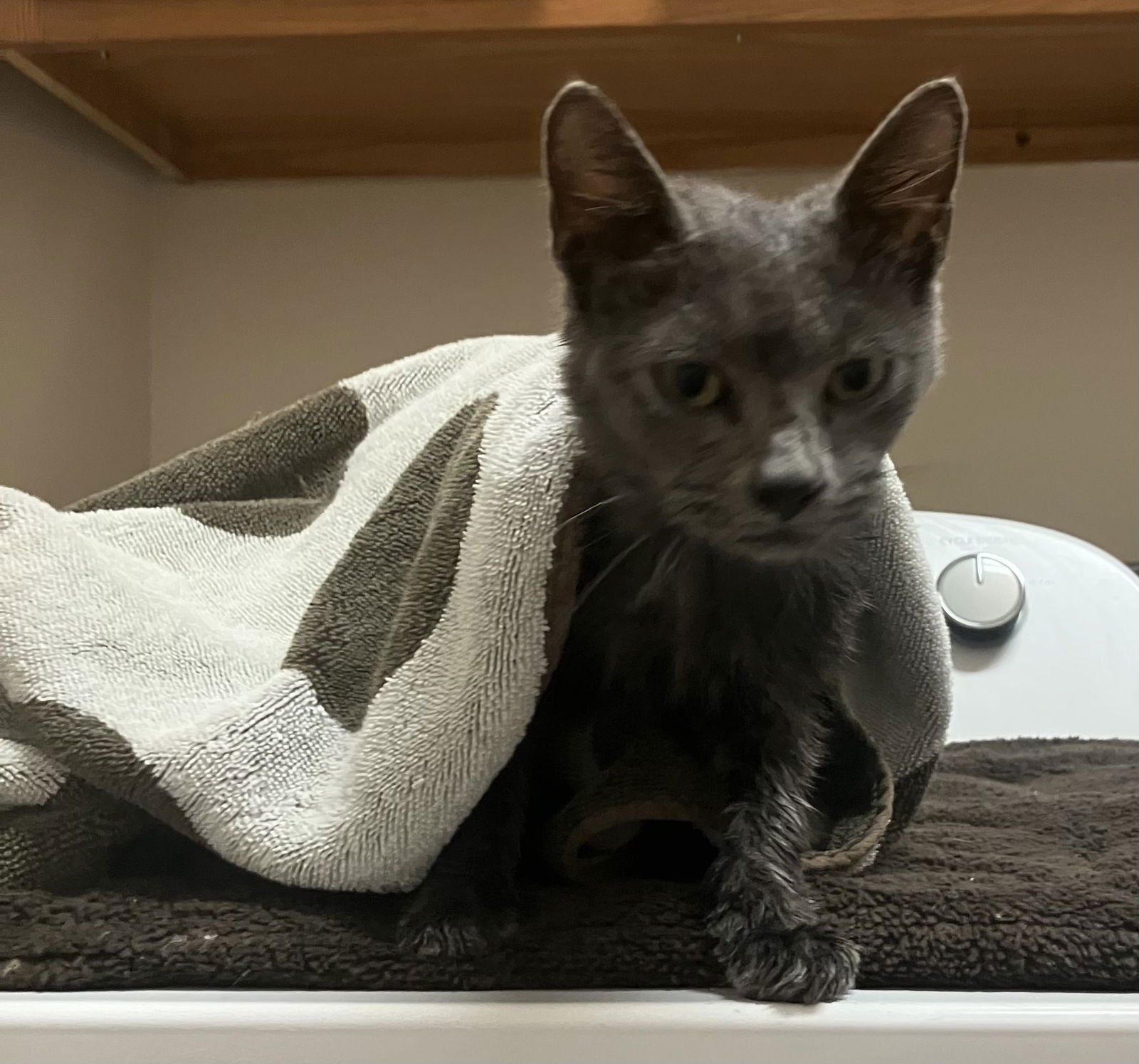 HOPE - Domestic Short Hair available for adoption