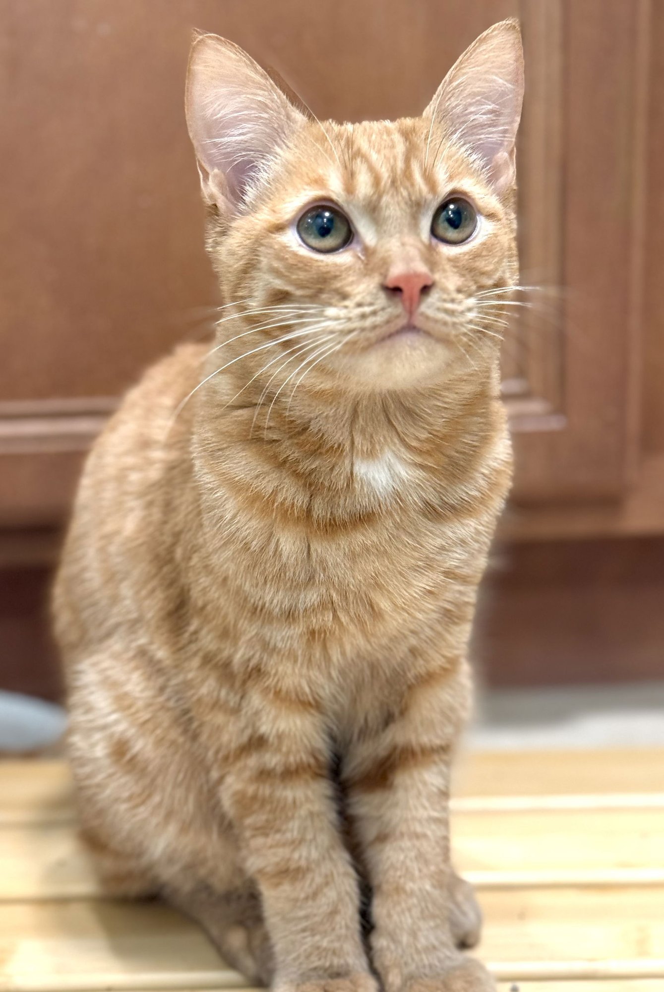 RIORDAN - Domestic Short Hair available for adoption