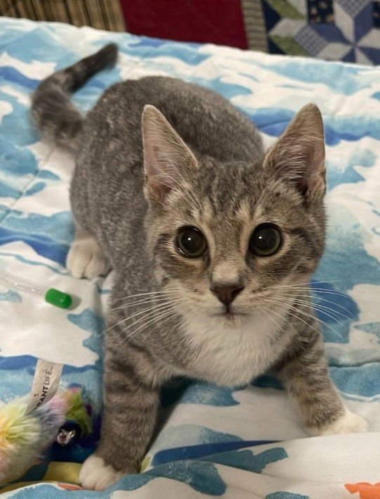 SLATE - Domestic Short Hair available for adoption