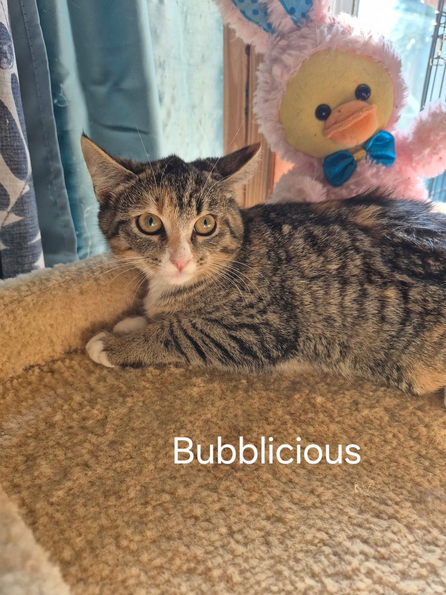 BUBBALICIOUS - Domestic Short Hair available for adoption