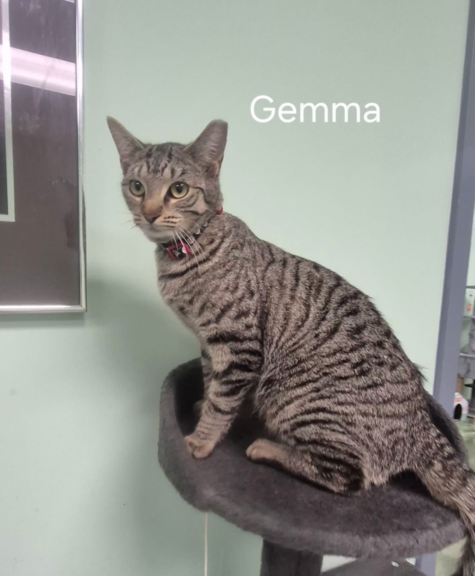 GEMMA - Domestic Short Hair available for adoption