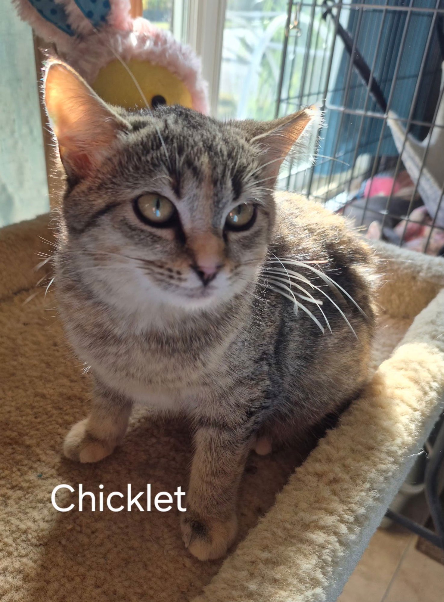 CHICKLET - Domestic Short Hair available for adoption