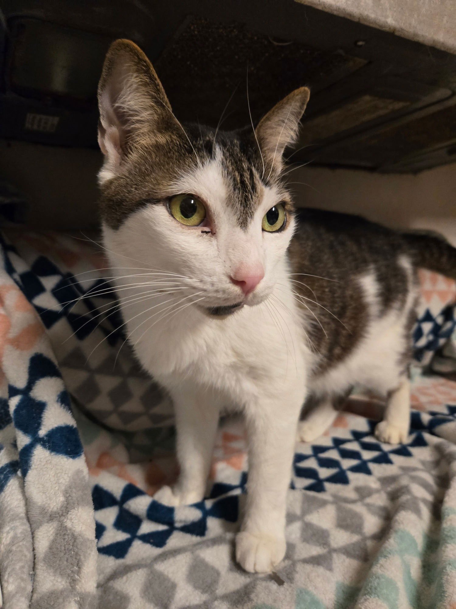 KYLE - Domestic Short Hair available for adoption