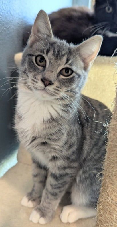 ORECCHIETTE - Domestic Short Hair available for adoption