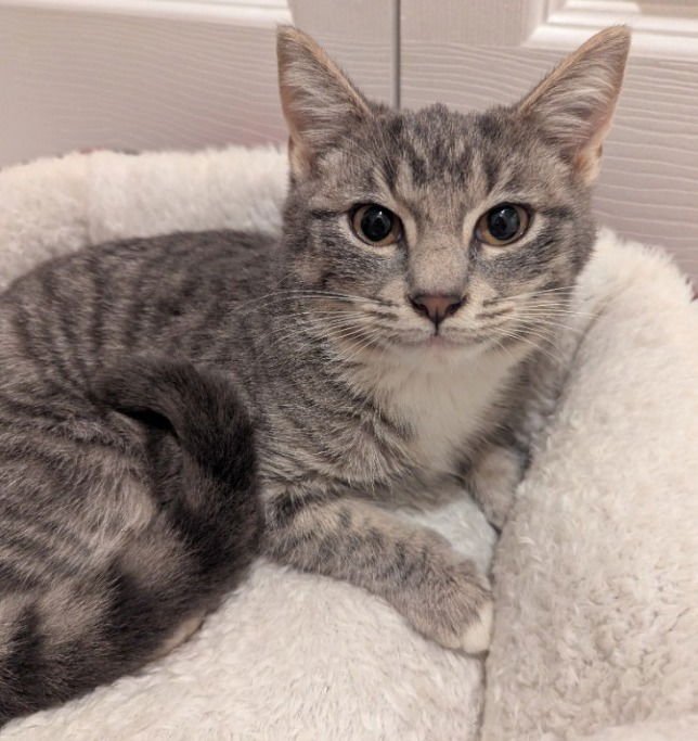 ORECCHIETTE - Domestic Short Hair available for adoption