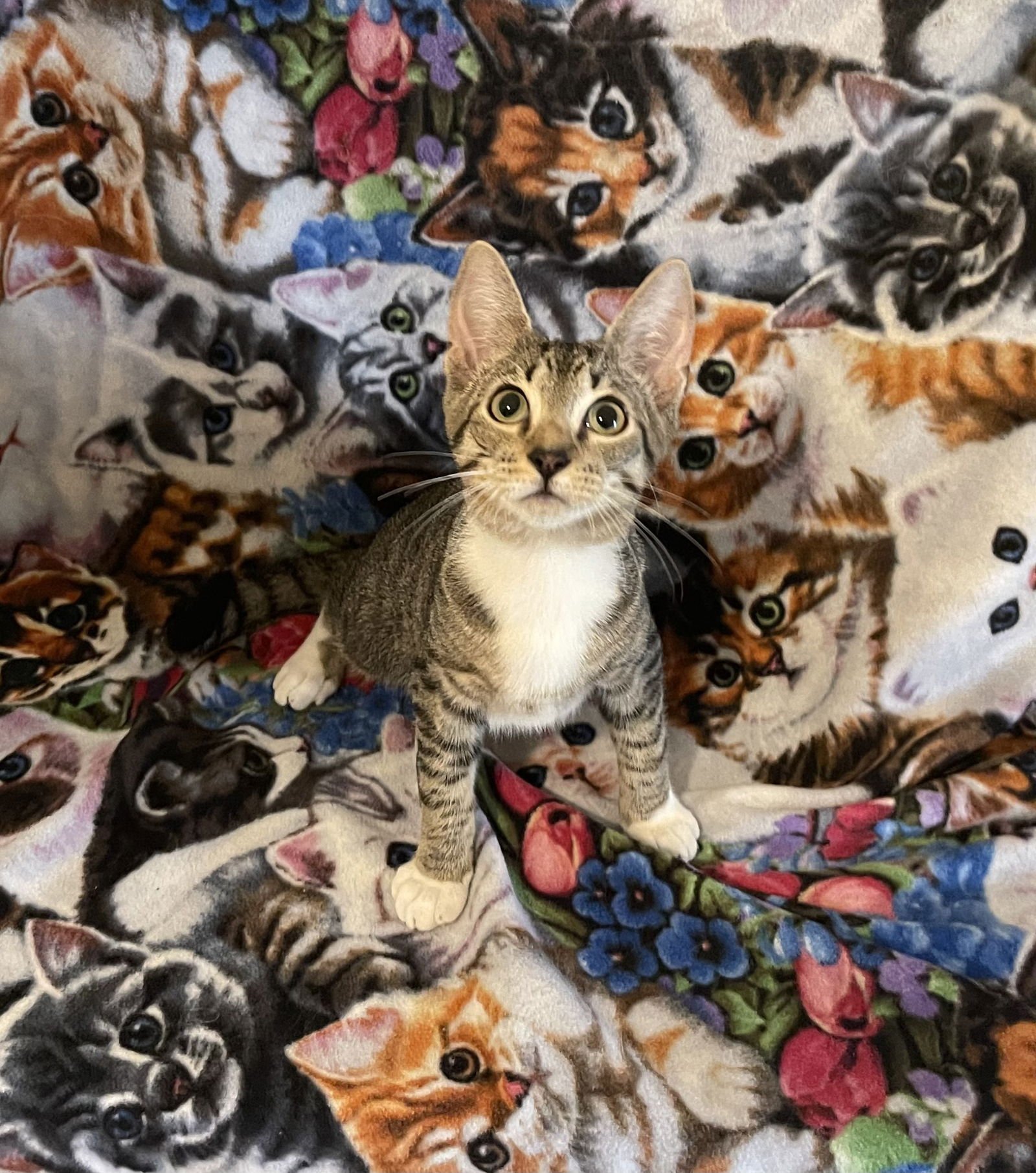 DALTON - Domestic Short Hair available for adoption