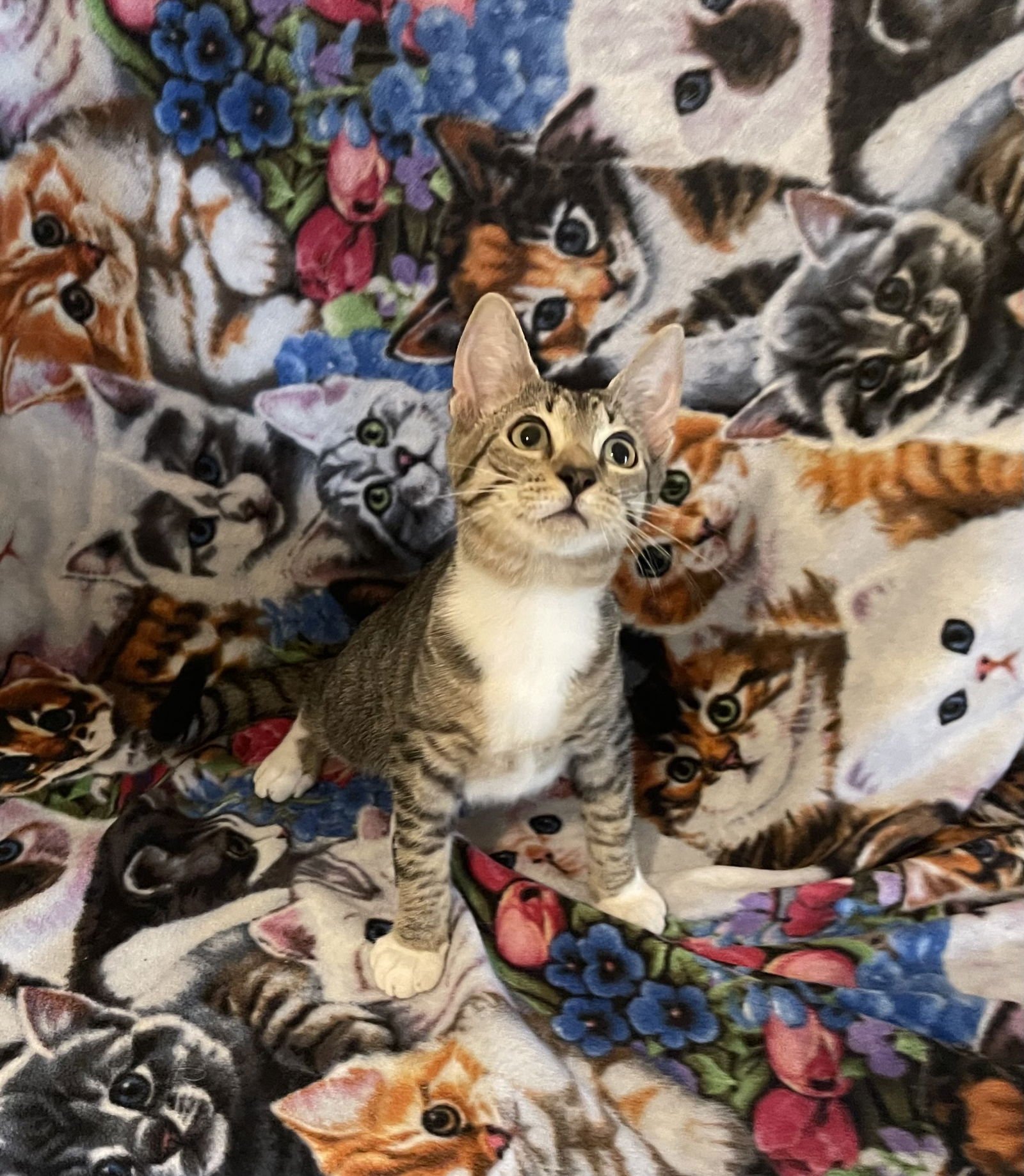 DALTON - Domestic Short Hair available for adoption