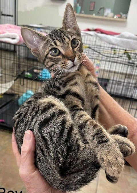 JASPER - Domestic Short Hair available for adoption