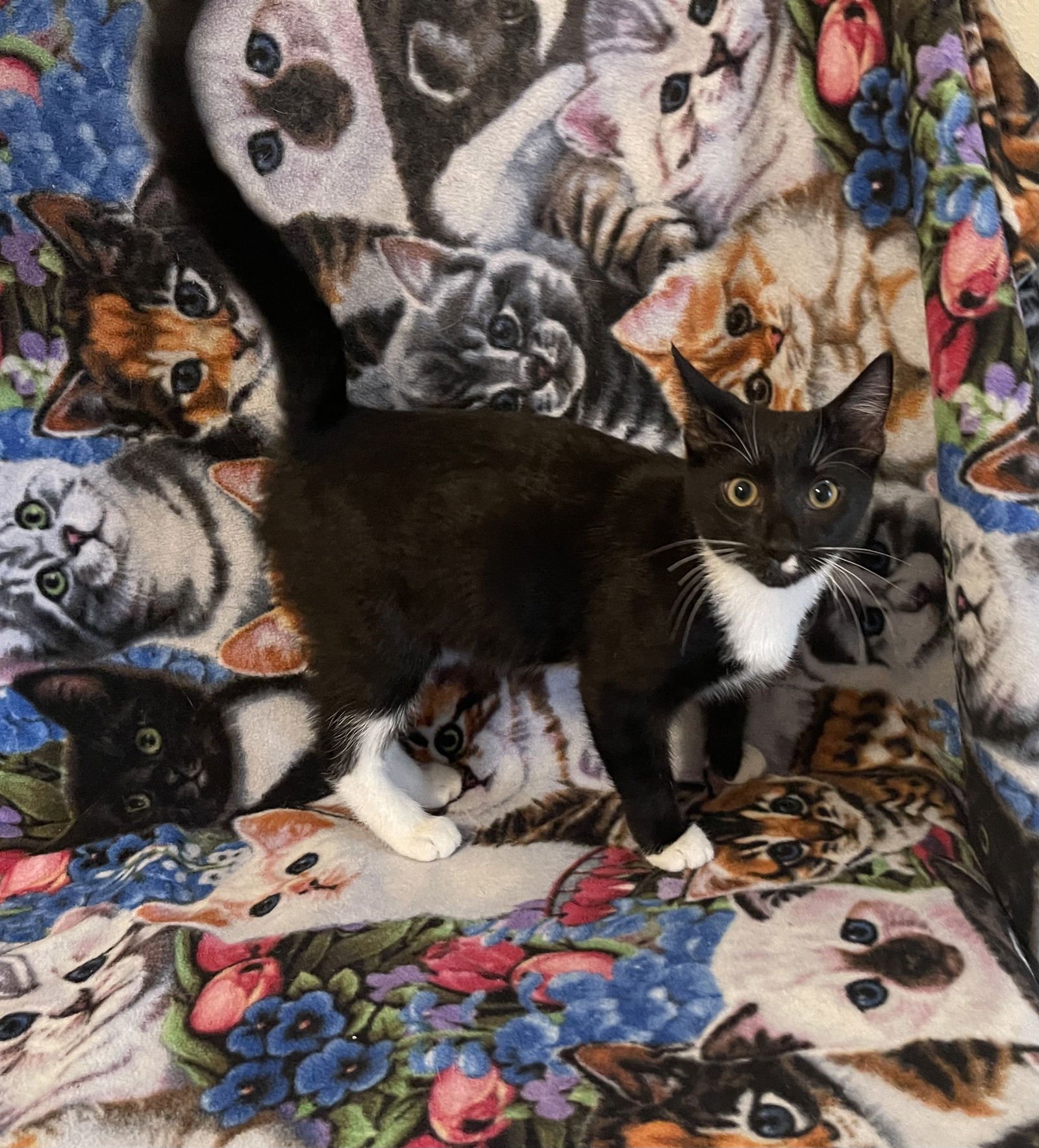 DREW - Domestic Short Hair available for adoption