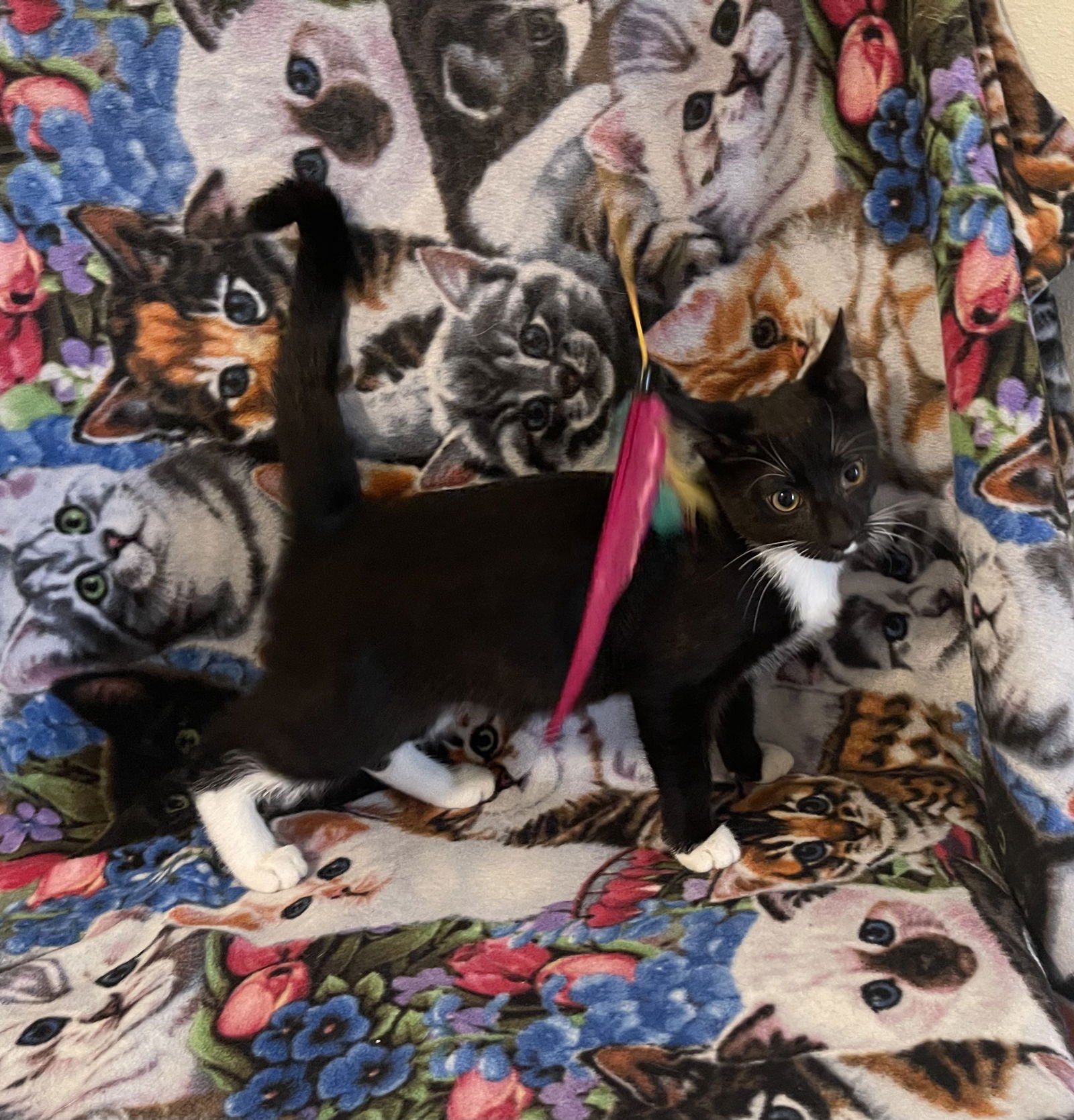 DREW - Domestic Short Hair available for adoption