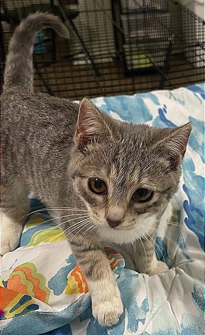 SILVER - Domestic Short Hair available for adoption