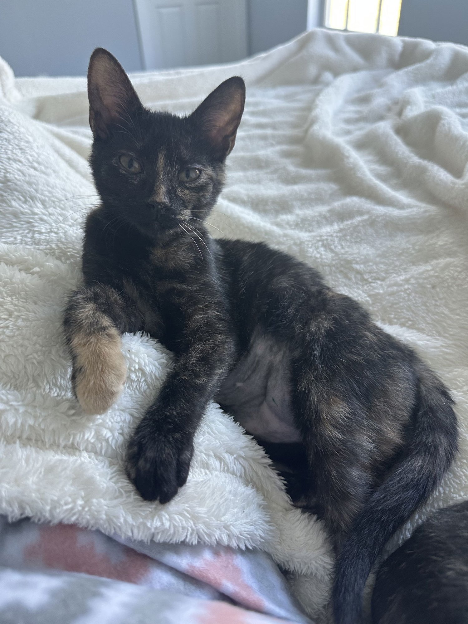 AURORA - Domestic Short Hair available for adoption