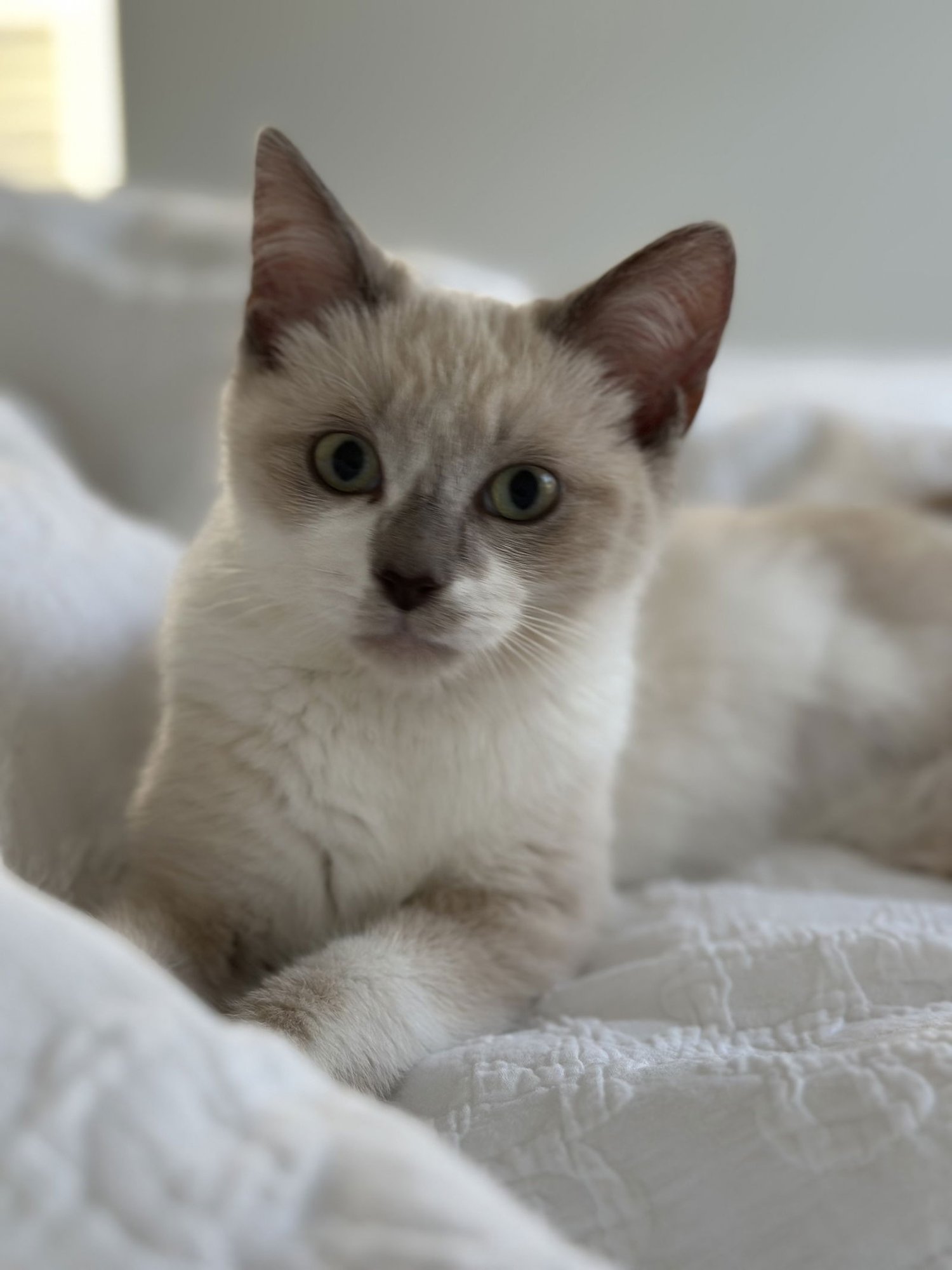 DULCE - Siamese / Snowshoe available for adoption