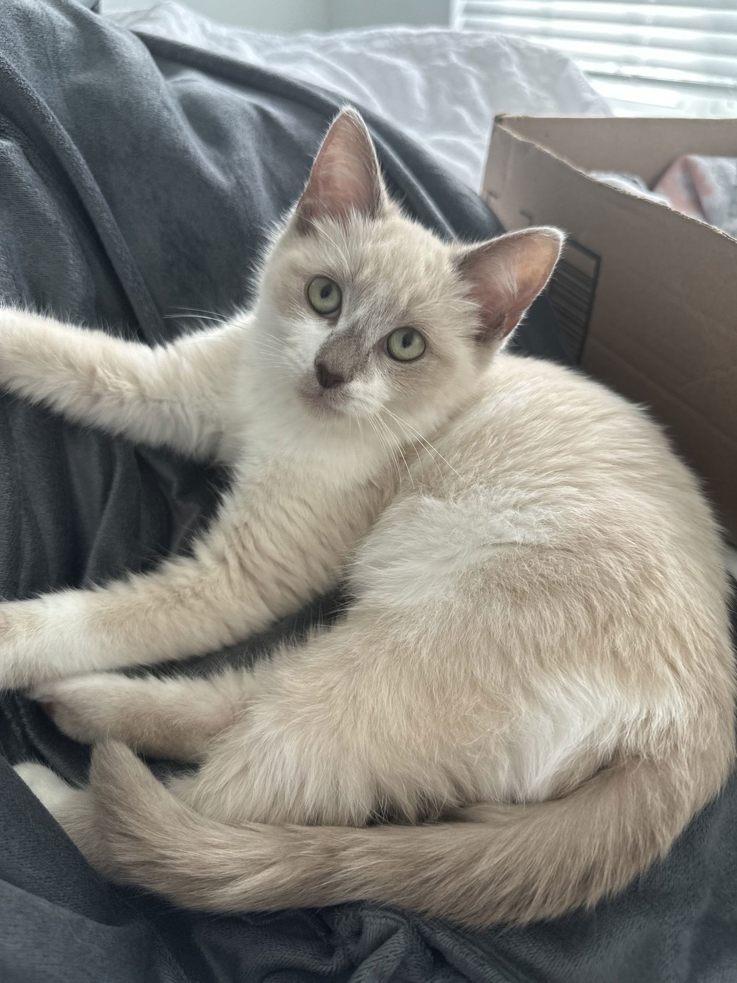 DULCE - Siamese / Snowshoe available for adoption