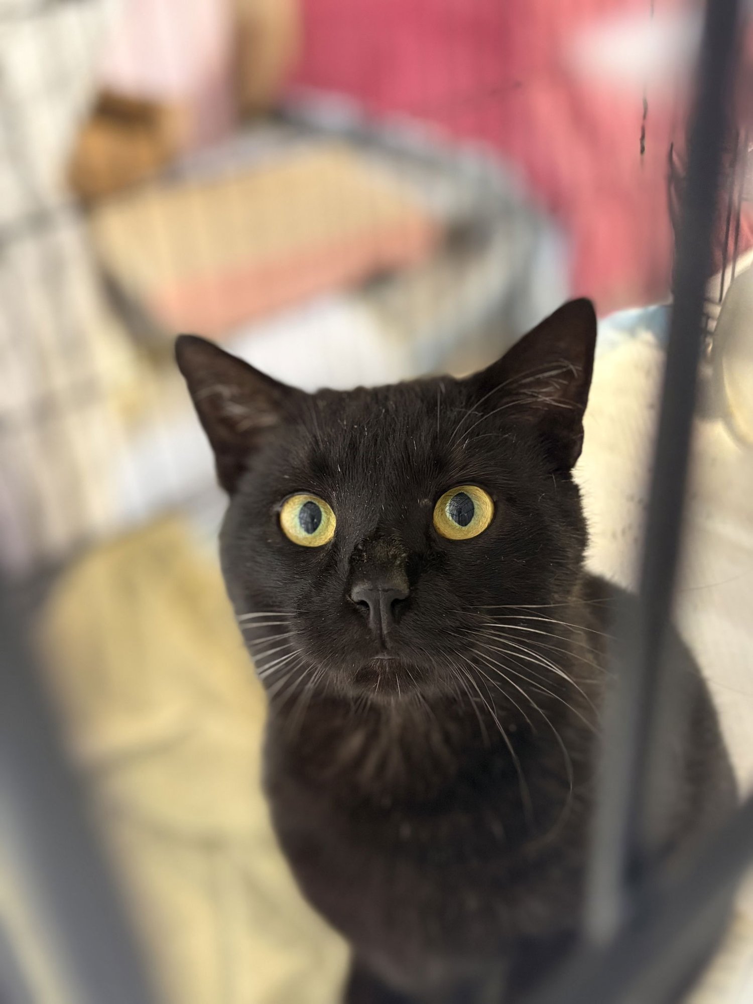 BRAM STOKER - Domestic Short Hair available for adoption