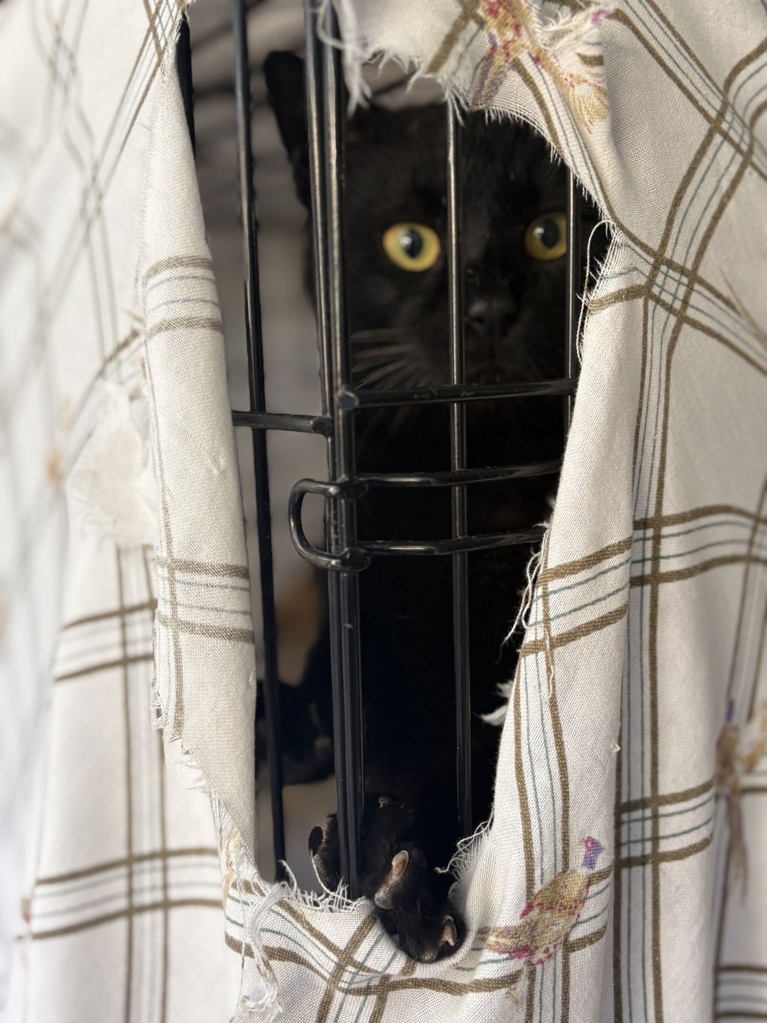 BRAM STOKER - Domestic Short Hair available for adoption