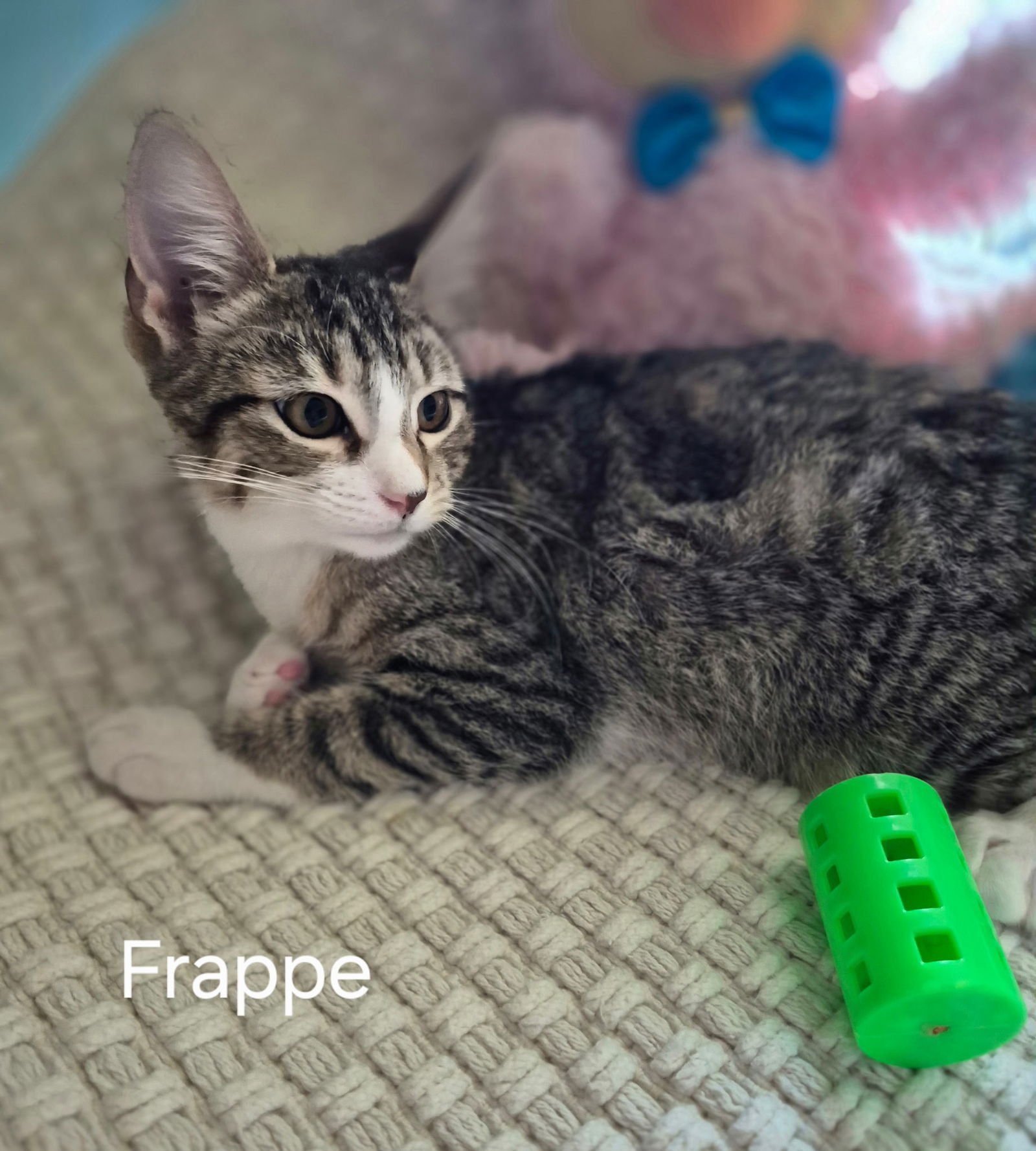 FRAPPE - Domestic Short Hair available for adoption