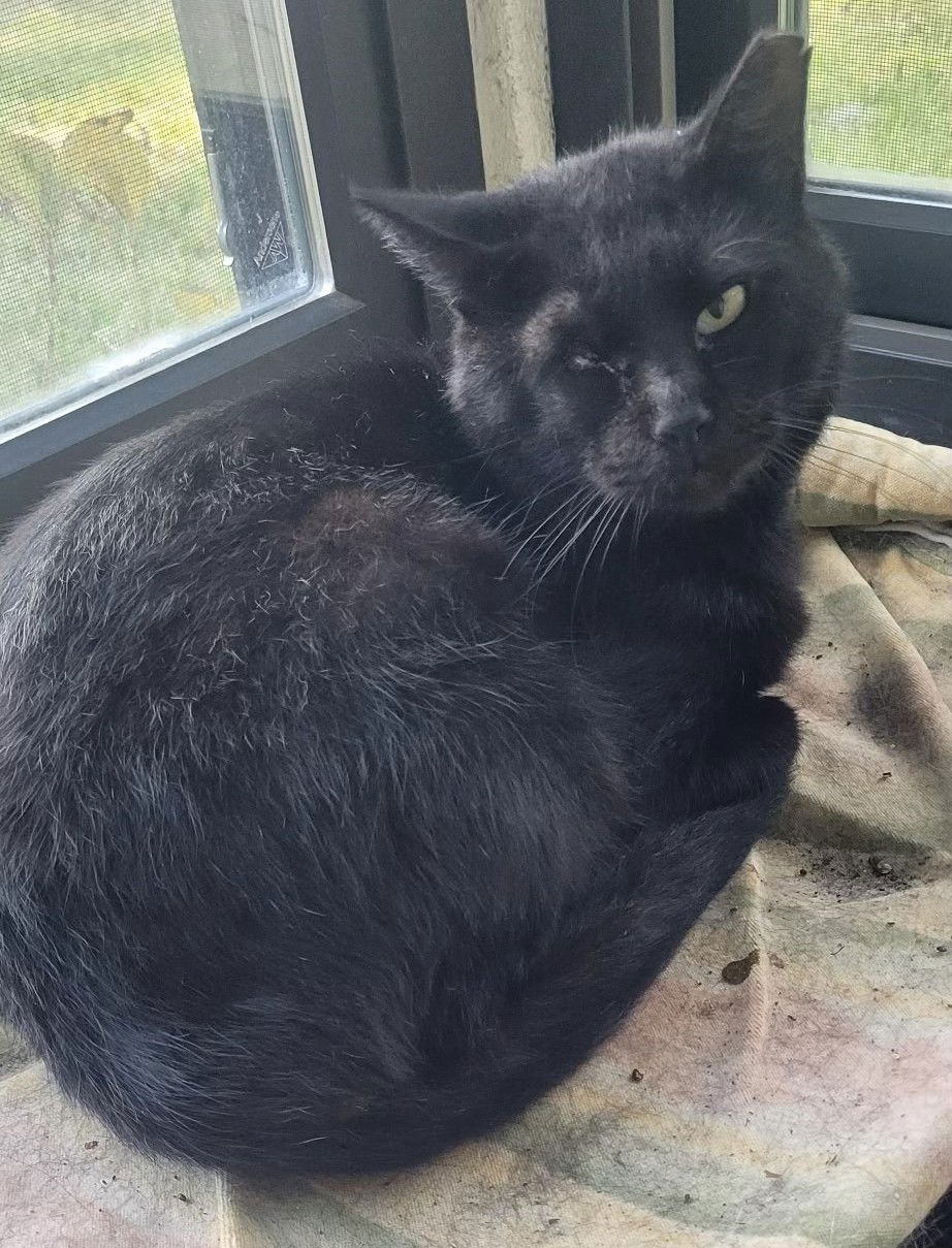 COLE MALONE - Domestic Short Hair available for adoption