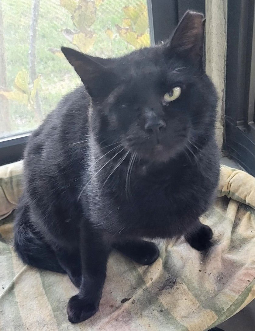 COLE MALONE - Domestic Short Hair available for adoption