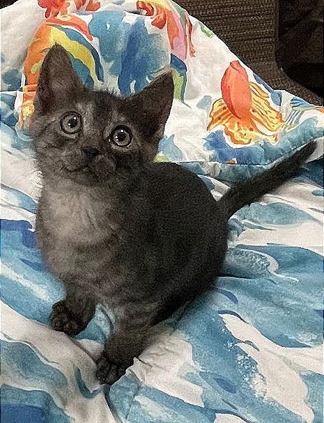 ZEKROM - Domestic Short Hair available for adoption