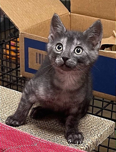 ZEKROM - Domestic Short Hair available for adoption