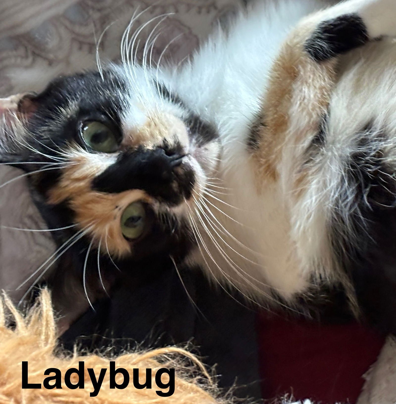 LADYBUG - Domestic Short Hair available for adoption