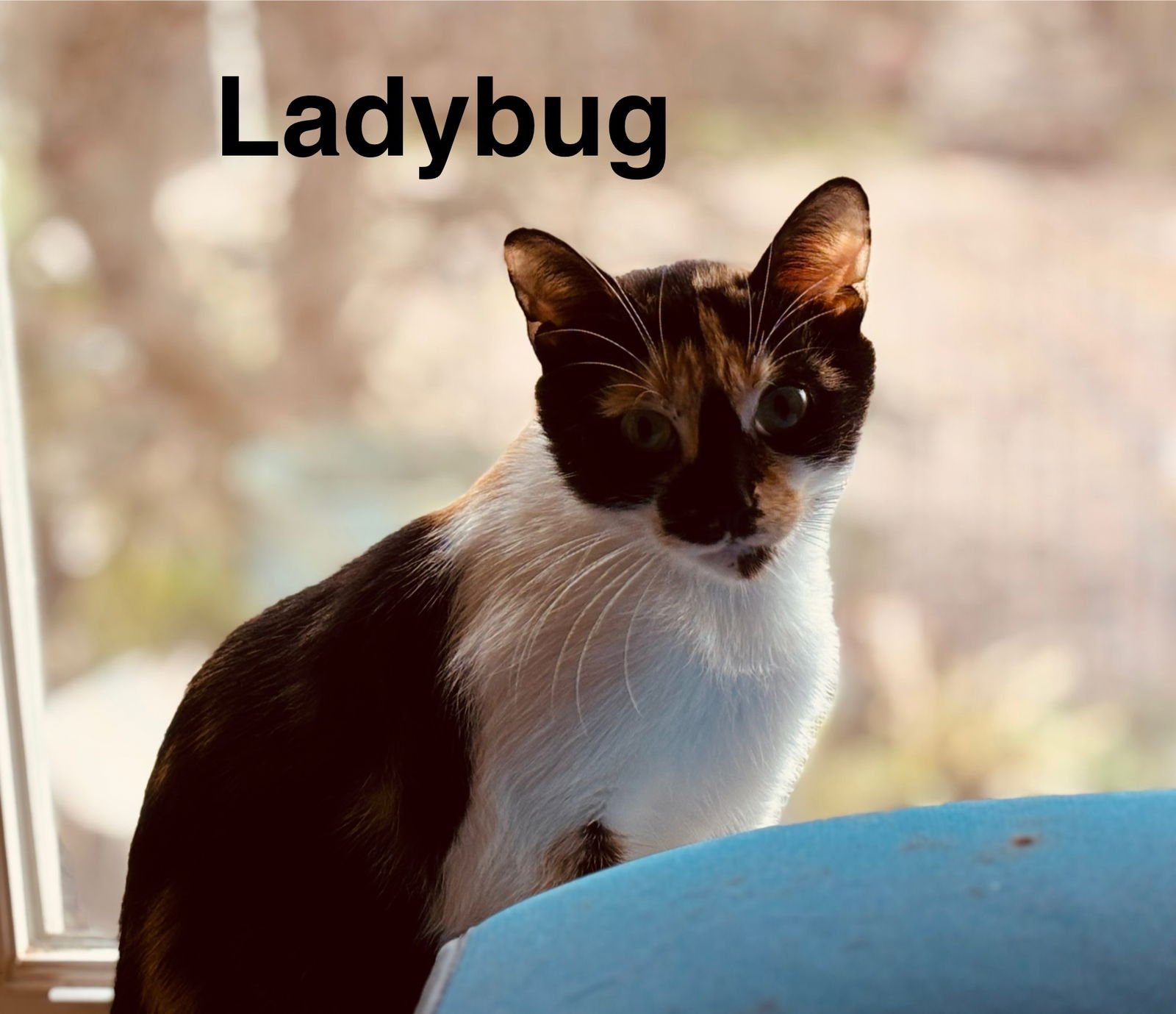 LADYBUG - Domestic Short Hair available for adoption