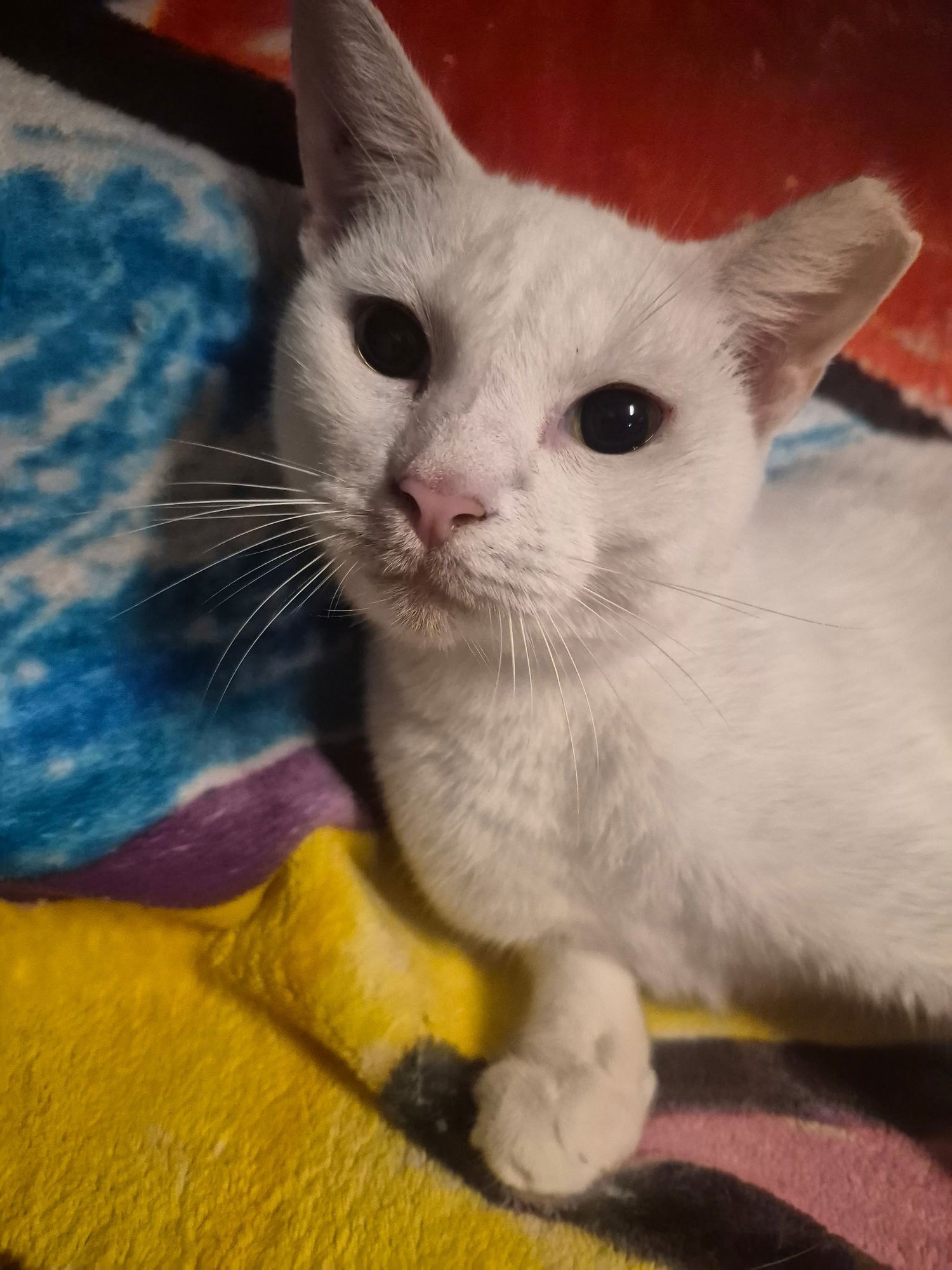 TRAILWOOD - Domestic Short Hair available for adoption