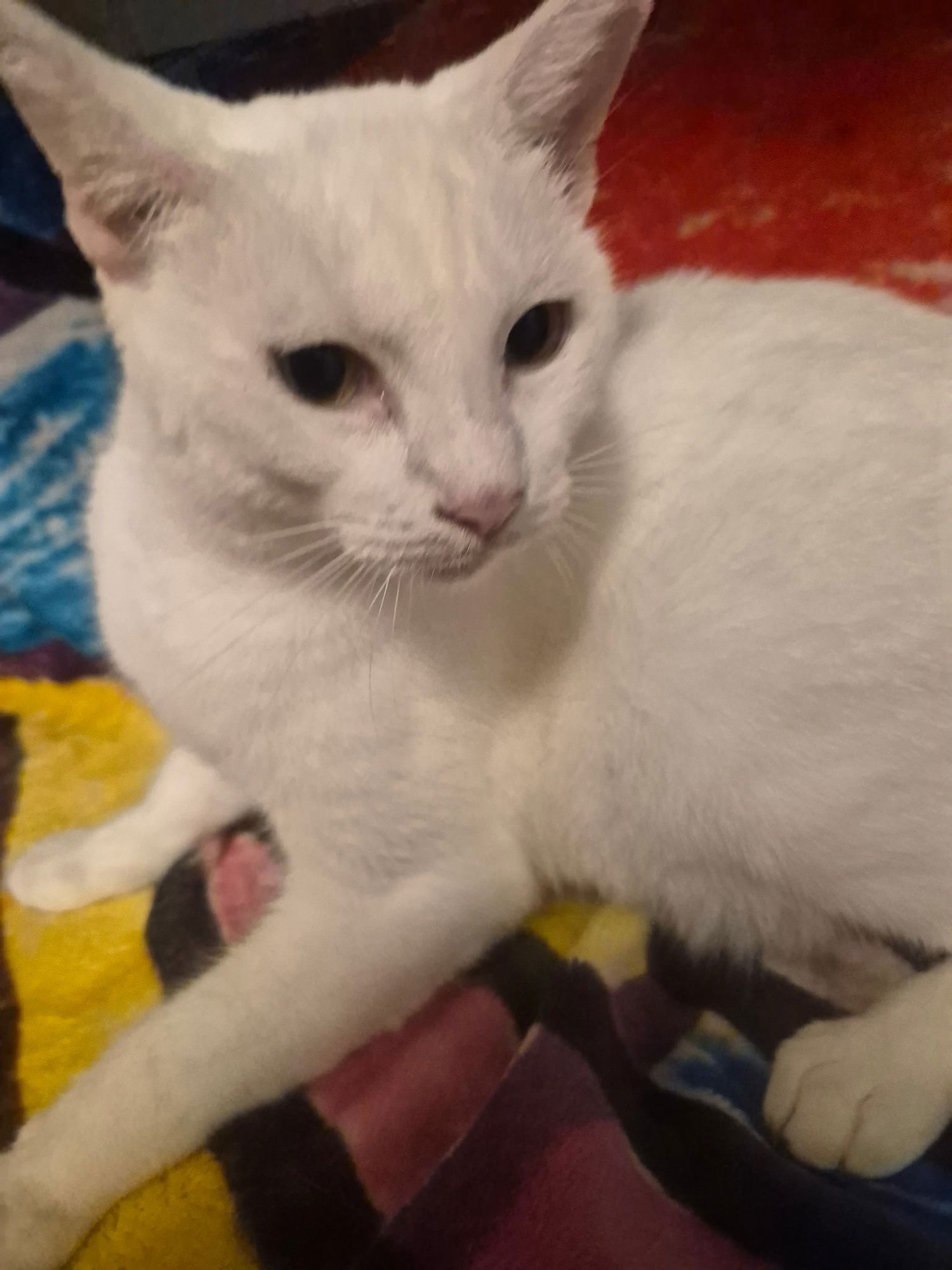 TRAILWOOD - Domestic Short Hair available for adoption