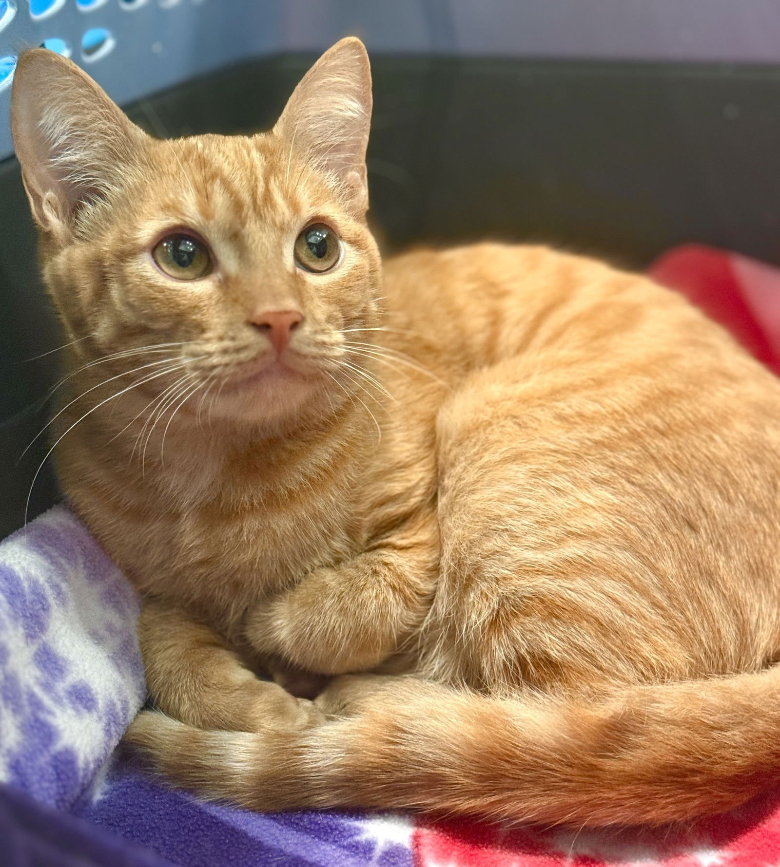 COLLINS - Domestic Short Hair available for adoption