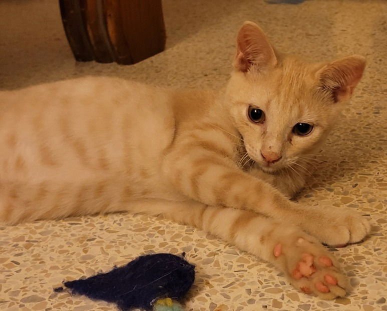 BRADLEY - Domestic Short Hair available for adoption