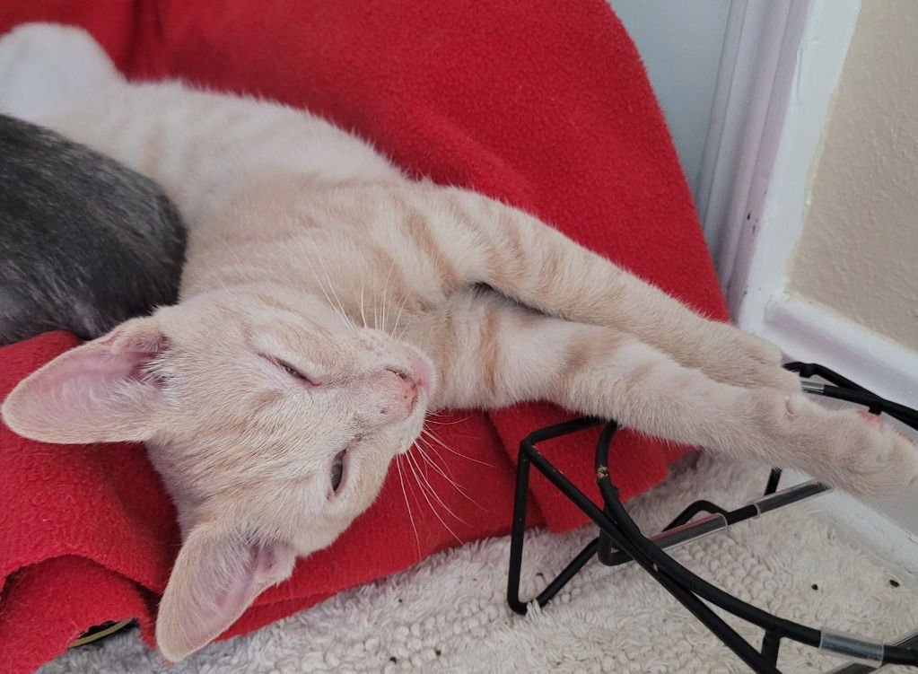 BRADLEY - Domestic Short Hair available for adoption