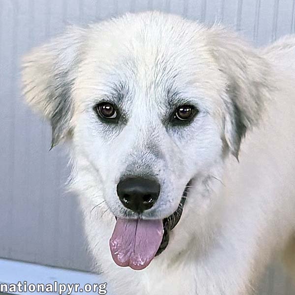 Rocky in OH - Gentle & Affectionate! Image