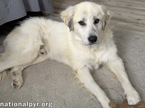 ROCKY IN OH - GENTLE & AFFECTIONATE! - Great Pyrenees available for adoption