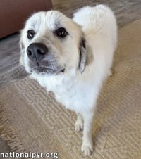 Rocky in OH - Gentle & Affectionate! - Photo 3