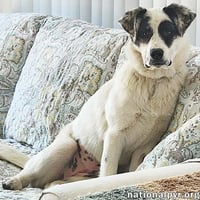 Libby in OH - The Sweetest Young Pup There Is! - Photo 1