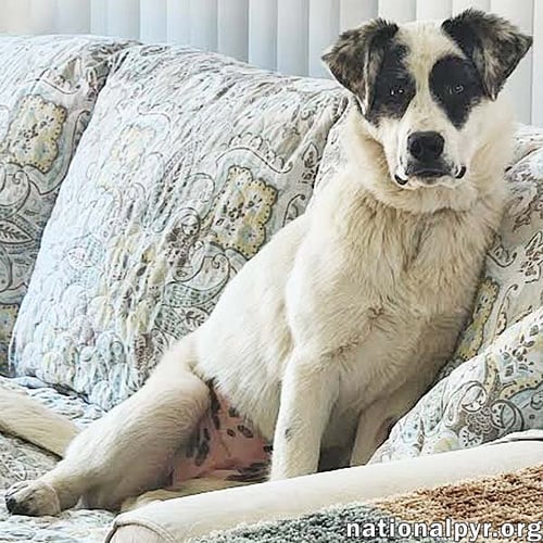 LIBBY IN OH - THE SWEETEST YOUNG PUP THERE IS! - Great Pyrenees / Border Collie available for adoption