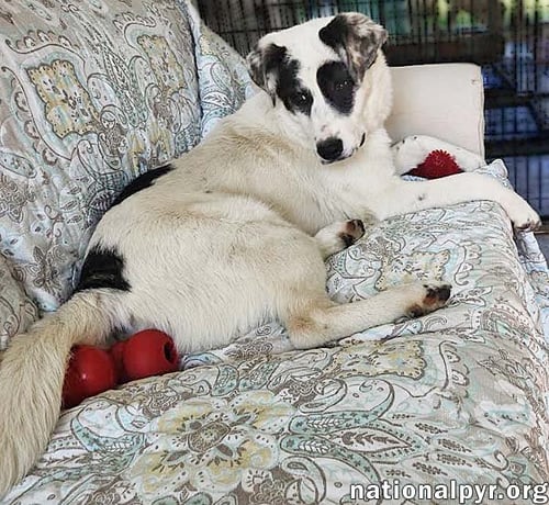 LIBBY IN OH - THE SWEETEST YOUNG PUP THERE IS! - Great Pyrenees / Border Collie available for adoption