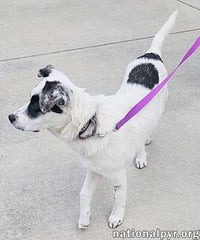 Libby in OH - The Sweetest Young Pup There Is! - Photo 3