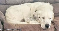 Oscar in LA - Lovable & Loyal! - Photo 3