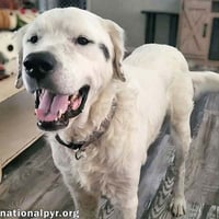 Oscar in LA - Lovable & Loyal! - Photo 1