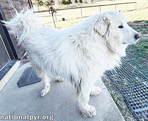 SNOW BEAR IN VA - ENJOYS EAR RUBS & SUNBATHING! - Great Pyrenees available for adoption