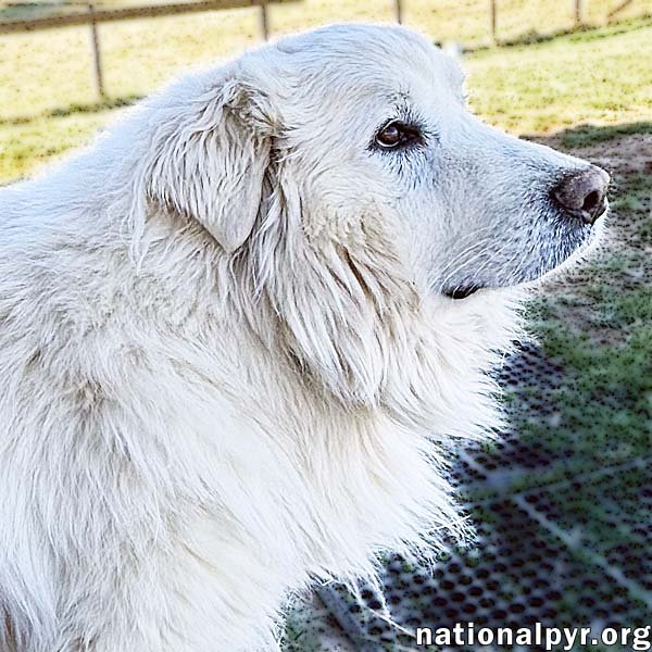 Snow Bear in VA - Enjoys Ear Rubs & Sunbathing! Image