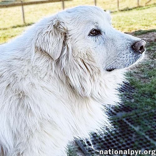 SNOW BEAR IN VA - ENJOYS EAR RUBS & SUNBATHING! - Great Pyrenees available for adoption