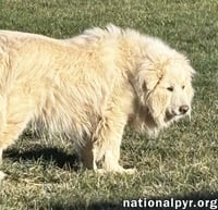Snow Bear in VA - Enjoys Ear Rubs & Sunbathing! - Photo 3