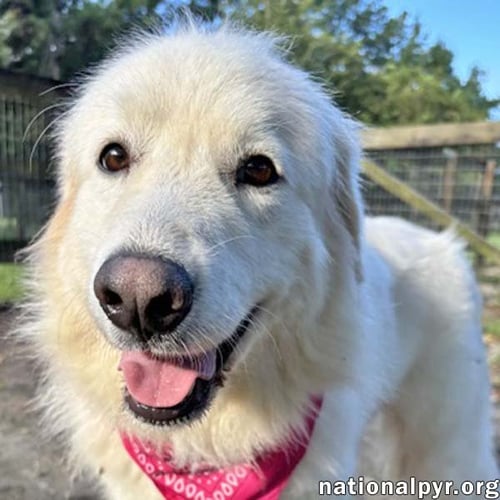 BIANCA IN GA - SWEET, HAPPY & EAGER-TO-PLEASE!