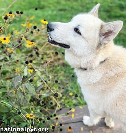 MILO IN PA - SMART, SILLY, HAPPY BOY! - Great Pyrenees / Husky available for adoption
